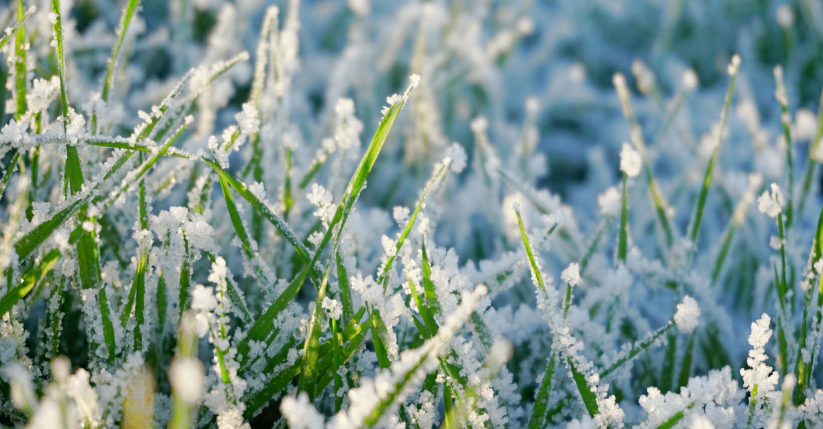 Wintery scene in a garden in January frost