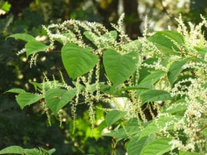 Japanese Knotweed invasive plant species