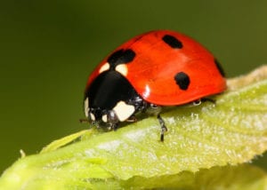 7 Spot Ladybird