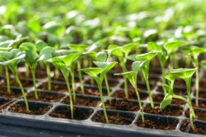 Seedling plants