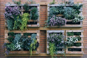 Attractive plant display using pallets attached to wall