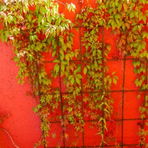 Plants growing on trellis