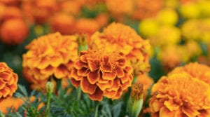 Marigolds a Gardner's friend