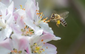 Bee Feeding On Apple Blossom