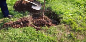 Planting A Tree