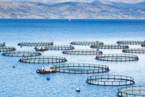 Fish Farming