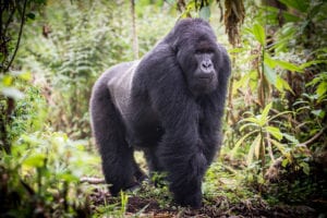 Male Silverback Mountain Gorilla