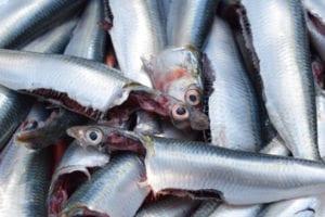 Sardinella staple protein source in West Africa