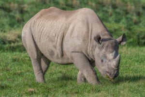 Eastern Black Rhino