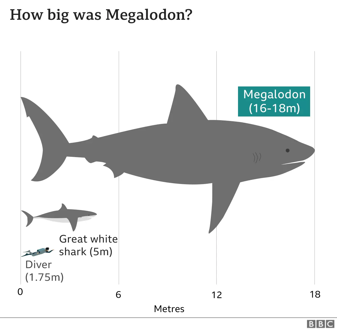 Girl finds Meg Tooth