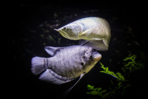 Silver Arowana & Giant Gourami