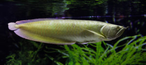 Large Silver Asian Arowana