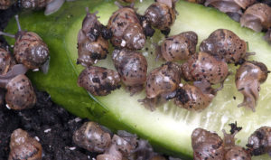 Baby African Land Snails