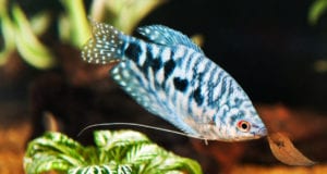 Blue Gouramis 