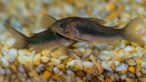 Bronze Corydoras Catfish