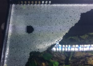 Gourami nest