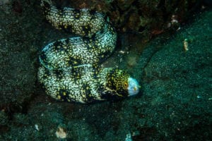 Snowflake Moray Eel