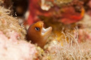 Dwarf Golden Moray Eel