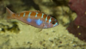 Chalk Bass Serranus tortugarum