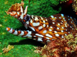 Dragon Moray