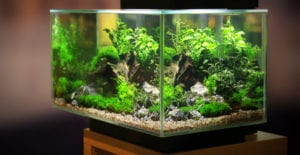 Well Planted fish Tank