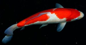 Koi Kohaku variety