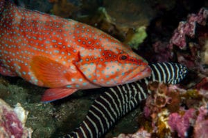 Zebra moray eel