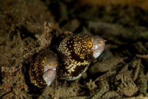 Snowflake Moray Eel