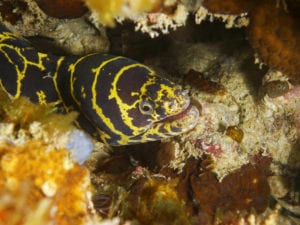 Chain Link Moray Eel