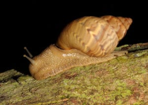 Giant Ghana African snail