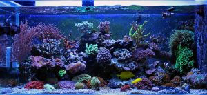 Marine Tank