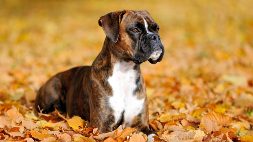 Boxer Dog