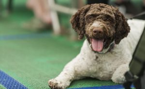 Barbet Gundog Breed