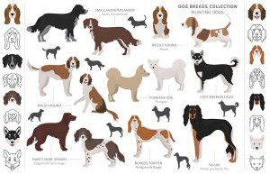 what are sporting dogs used for