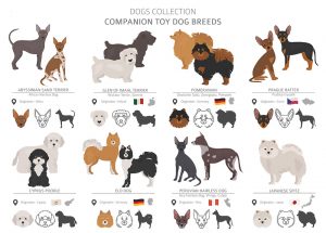 Dog Breeds Of The American Kennel Club
