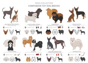 Dog breeds of the American Kennel Club 