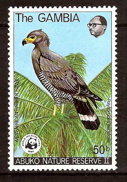 African Harrier-hawk (Polyboroides typus)