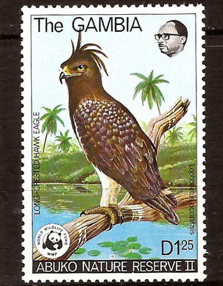 Long-crested Eagle (Lophoaetus occipitallis)