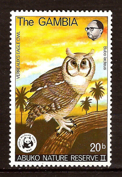 Verreaux's Eagle-Owl (Bubo lacteus)