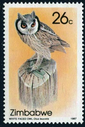 White Faced Owl (Otus Leucotis) 