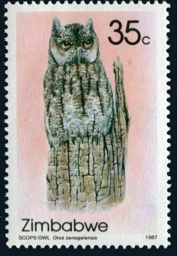 Scops Owl (Otus Senegalensis)