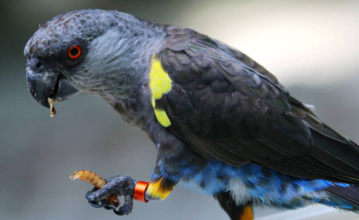 Rueppell's parrot (Poicephalus rueppellii)