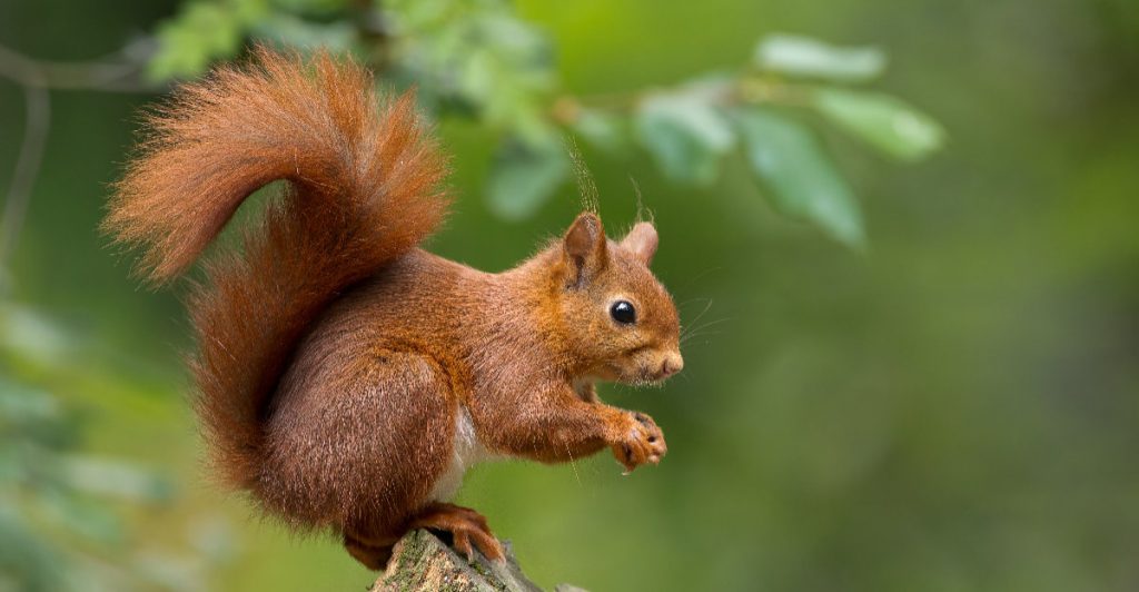 Red Squirrel