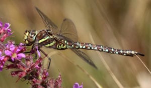 Common Hawker Dragonfly