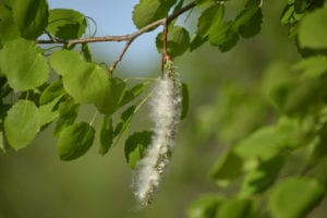 Black Poplar Tree