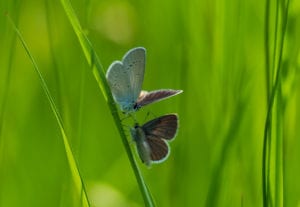 Small Blue Butterfly Cupido minimus