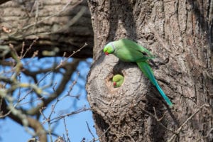 Ringneck Parakeet