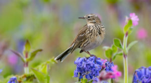 Meadow Pipet Anthus pratensis