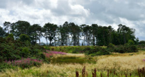 Cathkin Braes South Lanarkshire