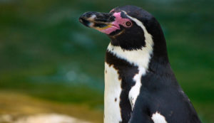 Humbolt Penguins